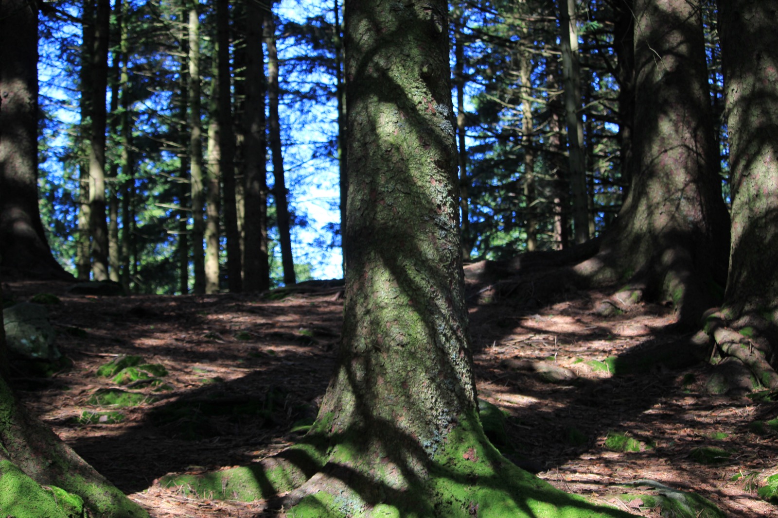 Sunlit forest floor with tall trees and dappled light