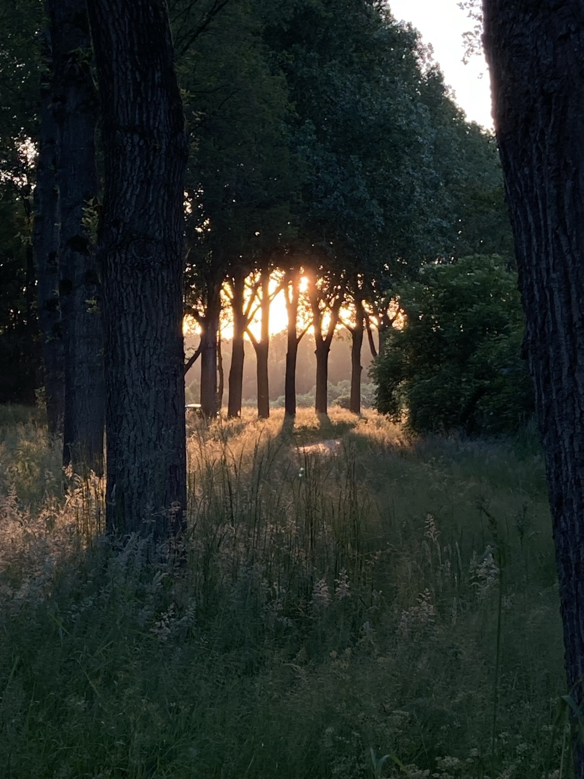 Golden sunset filtering through a row of trees near the retreat