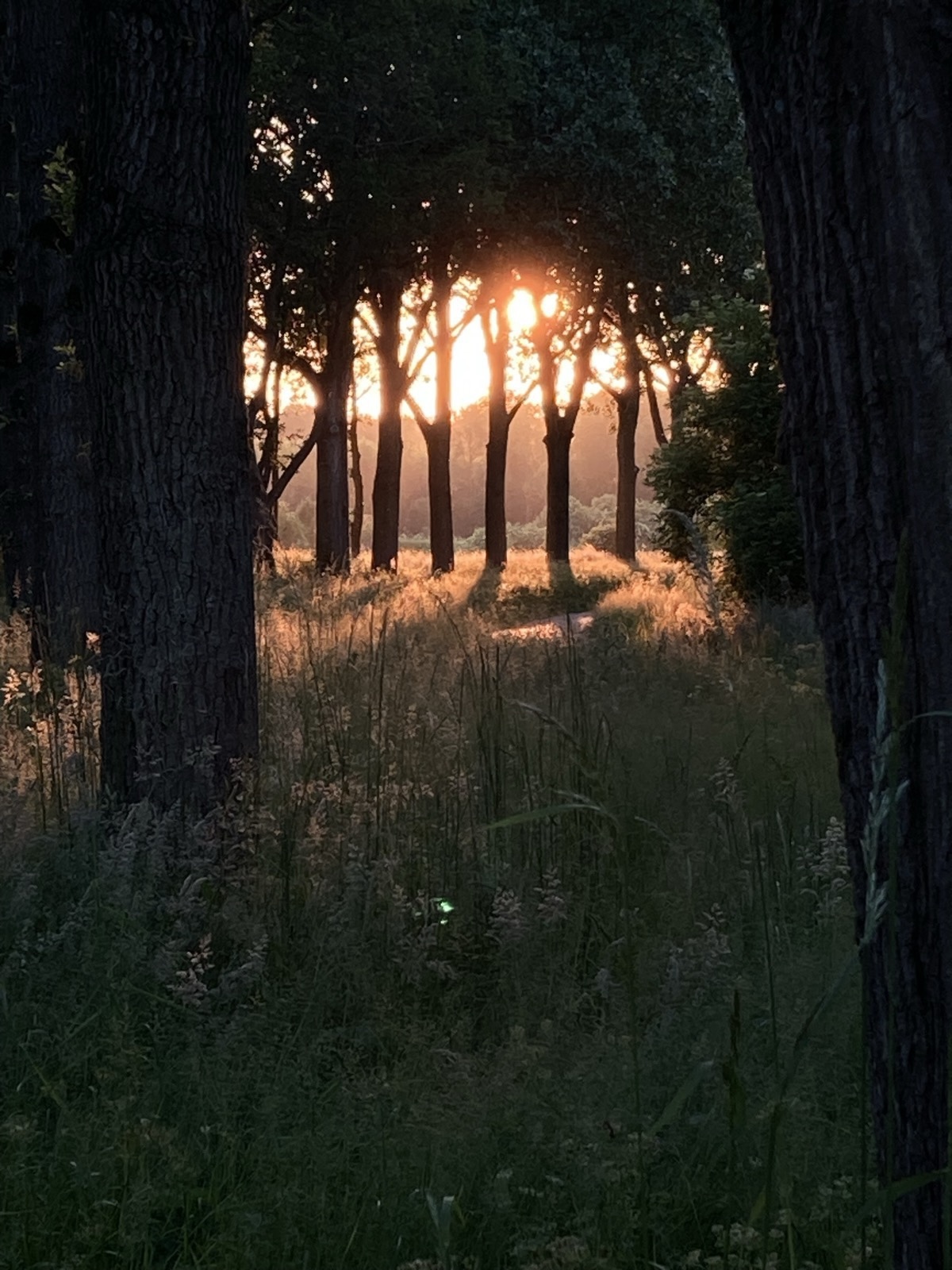 Moody sunset light through trees along the Hochrhein landscape